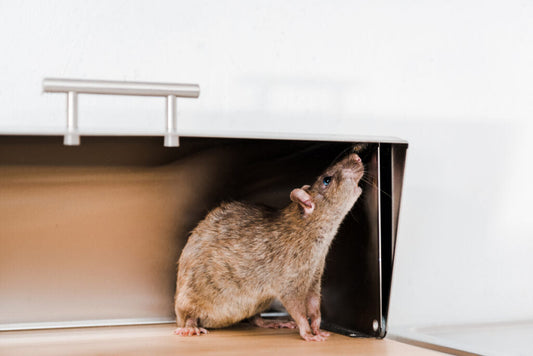Pourquoi se procurer un piège à rat avant qu'il ne soit trop tard pour votre domicile ?